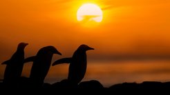 ペンギンは宇宙から来た? という研究結果が発表される UFOや宇宙人は一つの科学のあり方と考えるべき ペンギンは宇宙から来た? という研究結果が発表される UFOや宇宙人は一つの科学のあり方と考えるべき