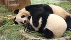 和歌山のパンダが4頭とも返還発表も、茨城は新たな協定でパンダ誘致に前進 ─ パンダと引き換えに譲歩を引き出してきた中国には要注意