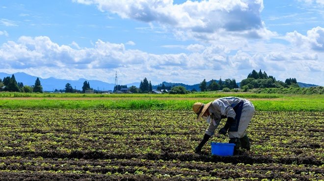 参政党が「有機農業や農家の公務員化で自給率100%」を訴える ─ 有機農業への移行を急いで農業を壊滅させたスリランカを忘れたか