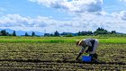 参政党が「有機農業や農家の公務員化で自給率100%」を訴える ─ 有機農業への移行を急いで農業を壊滅させたスリランカを忘れたか