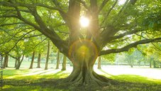 国民的ミステリー作家が描く神秘の世界 ─ アニメ映画『クスノキの番人』