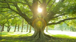 国民的ミステリー作家が描く神秘の世界 ─ アニメ映画『クスノキの番人』