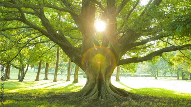 国民的ミステリー作家が描く神秘の世界 ─ アニメ映画『クスノキの番人』 国民的ミステリー作家が描く神秘の世界 ─ アニメ映画『クスノキの番人』