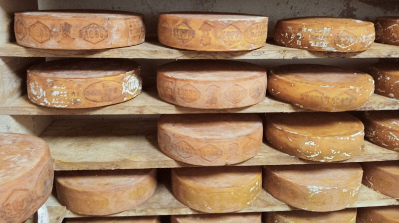 フランスで100万人を動員した青春・チーズ作り映画「HOLY COW ホーリー・カウ」