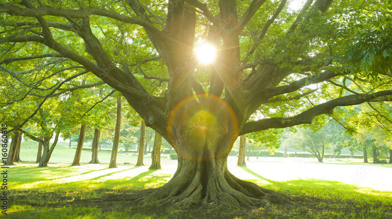 国民的ミステリー作家が描く神秘の世界 ─ アニメ映画『クスノキの番人』